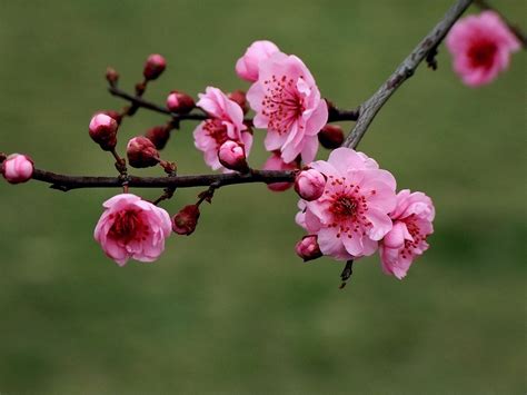 門前種蓮花|【門前種什麼花最好】門前種啥花最旺你？這5種花招財又避邪，。